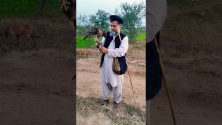 Hawking and Falconry in the Field | Falconry world | Baz ka shikar @ExplorePotohar