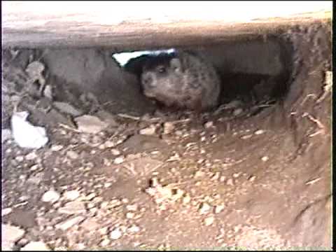 Young Groundhogs in Their Tunnels - YouTube