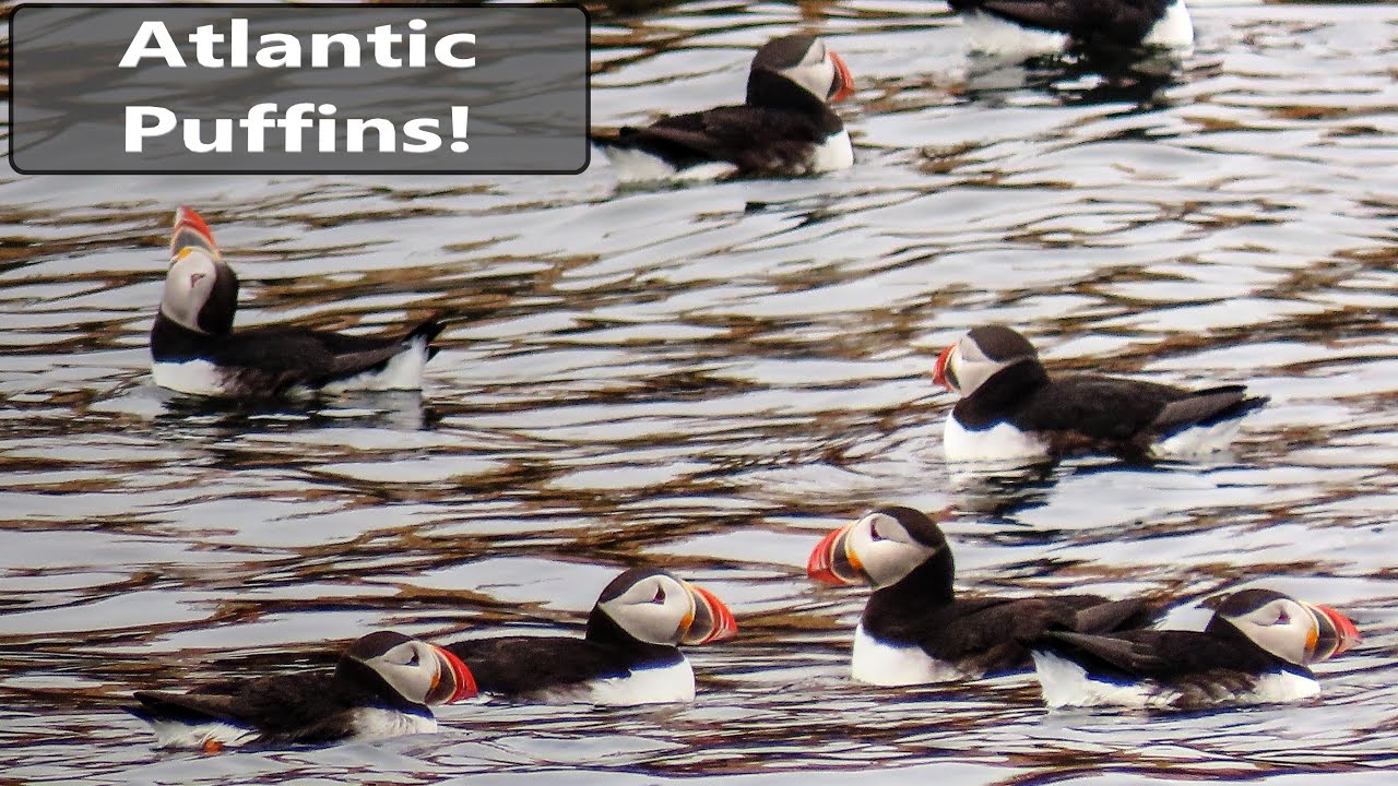 The 4 Best Ways to See Puffins in Maine - Birds and Blooms