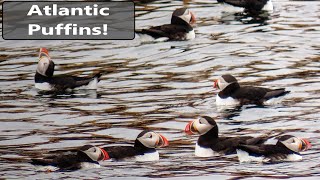 Maine Atlantic Puffins, Lighthouse And Harbor Seals Tour