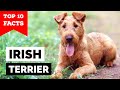 Irish Terrier - Top 10 Facts の動画、YouTube動画。