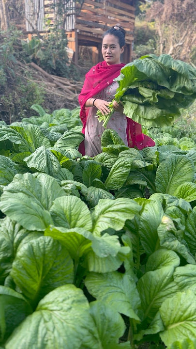 rayo saag recipe nepali 🤩🥬🔥😋 saag recipe #saag #saagrecipe #rayosaag #rayosaagropnetarika