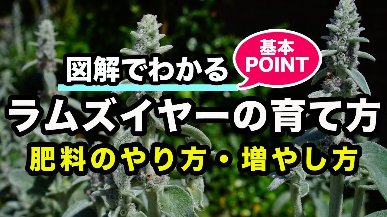 ラムズイヤー 別名 ワタチョロギ の育て方 カインズ植物図鑑 Youtube