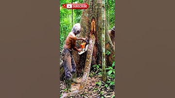 Cutting Down a Giant Tree Deep in the Forest! #lumberjack#treecutting#woodworking#chainsaw