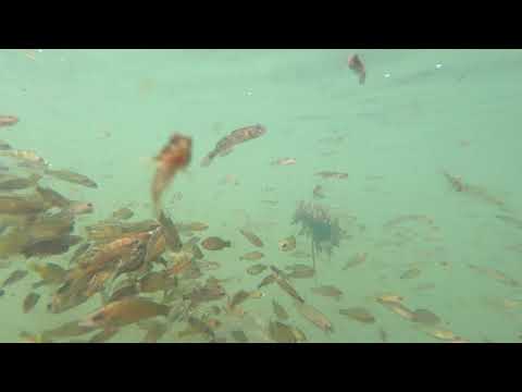 ANSE y WWF comprobamos que continúa la mortalidad de miles de peces y crustáceos en el Mar Menor