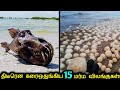 திடீரென கடற்கரைகளில் கரைஒதுங்கிய 15 மர்மமான விலங்குகள்! | Mysterious Animals Discovered On Beaches