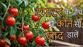 टमाटर के पौधे में कौन सी खाद डालें || Tomato Plant At Home