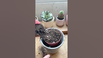 Repotting hack for Cactus 🌵 #plants #cactus #houseplants #repotting #shorts