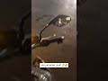 لحظه های که فقط تو خیابون پیش نیاد Can Rev Your Bike Real Street Moment لحظه های که فقط تو خیابون پیش نیاد Can Rev Your Bike Real Street Moment