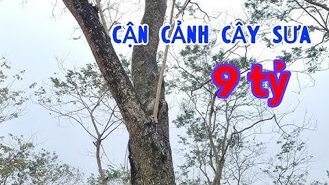 Cận Cảnh Cây Sưa Của Chú Bắc Đến Bây Giờ Còn Lại Giá Trị Bao Nhiêu - Nghe Mà Tiếc Đứt Ruột