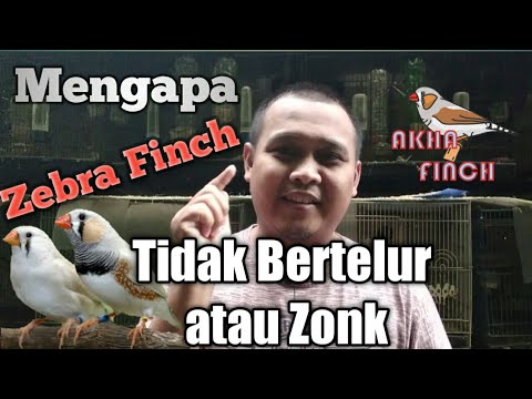 Video: Burung Finch: Ciri Kandungan