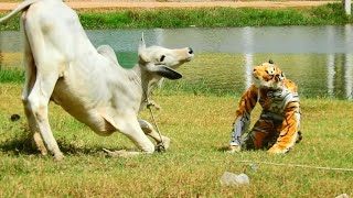 Funny tiger fake tiger prank cow and buffalo 2020