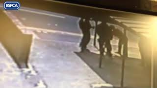 Caught on camera: dog abuser Daniel Michael Peel from Darlington