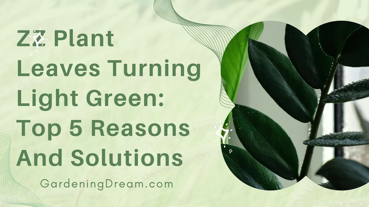 ZZ Plant Leaves Turning Light Green Top 5 Reasons And Solutions YouTube ZZ Plant Leaves Turning Light Green Top 5 Reasons And Solutions YouTube