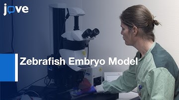 Visualization & Intravital Analysis: Biomaterial-Associated Infection l Protocol Preview