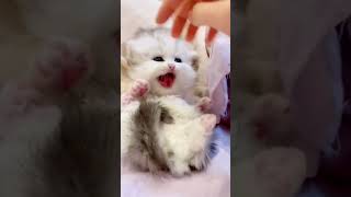 Funniest baby cats |funny cat videos 2023 shorts  catvideos2024