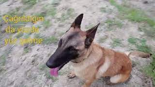 malinois yakalanamıyor #hundeblog #doberman #dog #golden #trending #malinois #köpek #köpekegitimi