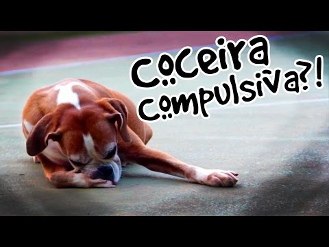 Vídeo: Patas Sensíveis em Cães