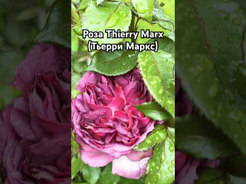 Роза Thierry Marx (Тьерри Маркс) #rose #цветы #rosé #розы #сорт #shorts