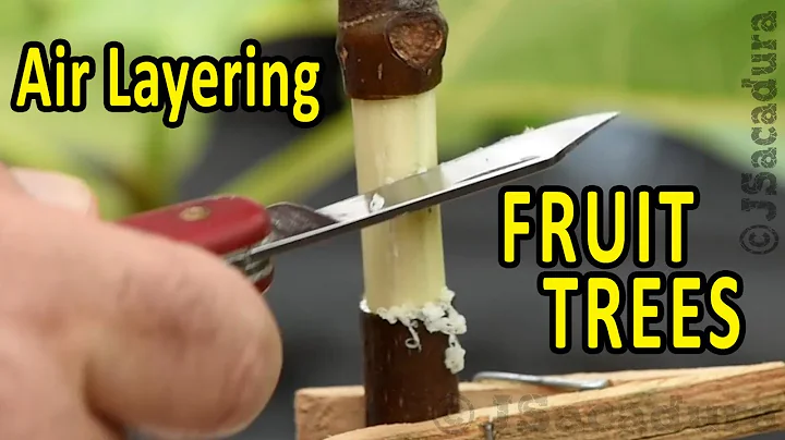 CLONE a FRUIT TREE the EASY WAY | Air Layering Fruit Trees - DayDayNews