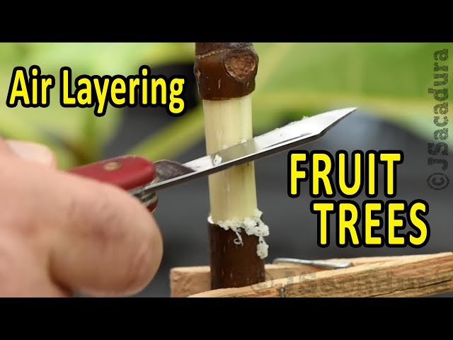 CLONE a FRUIT TREE the EASY WAY | Air Layering Fruit Trees