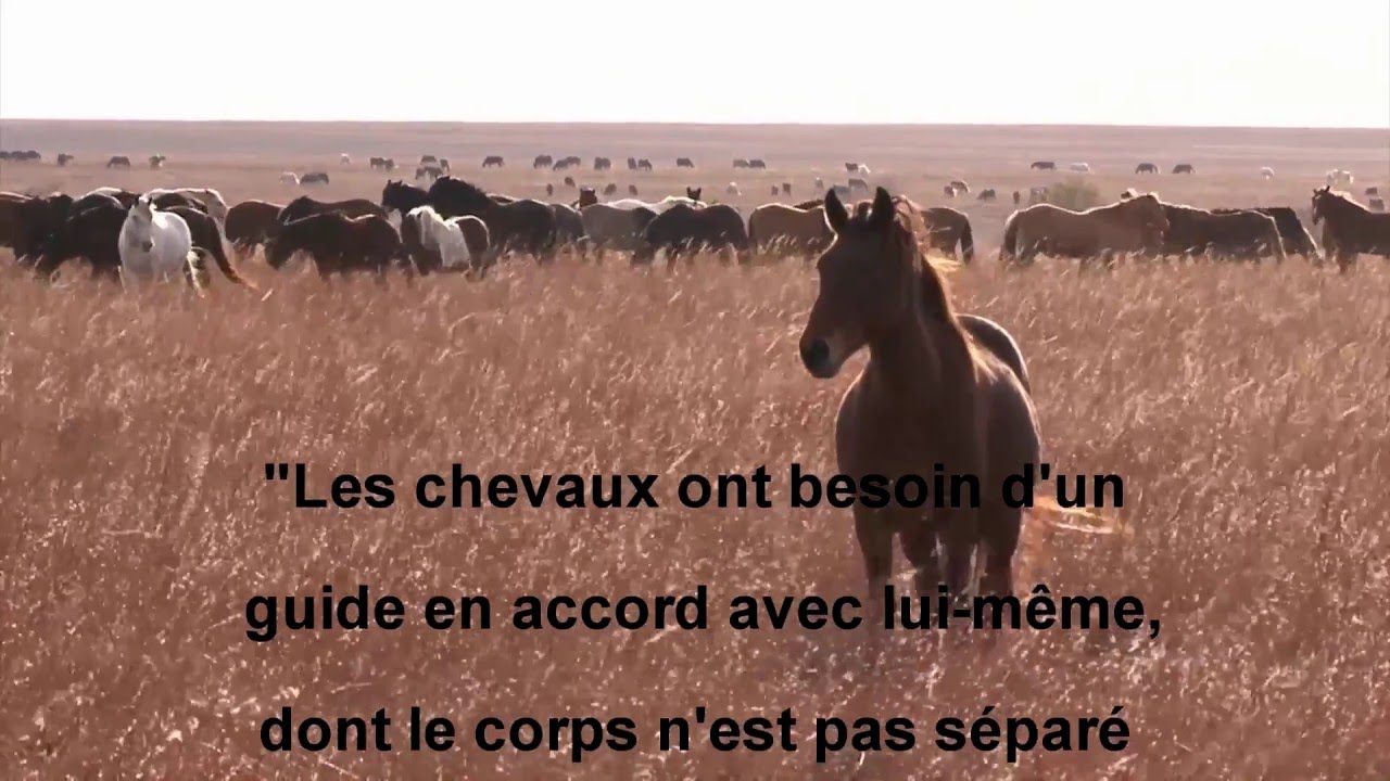 Equicoaching Le Cheval Guerisseur De L Homme Equicoaching Horse Coaching Formation Equicoaching Formation Equicoachequicoaching Horse Coaching Formation Equicoaching Formation Equicoach