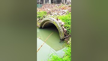 Câu ca rô đồng ở công mước bị bỏ quên #fishing #caucarodong #caucagiaitri #caucatre