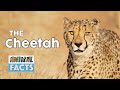 Animal Facts - The Cheetah