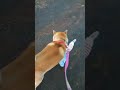 チャッキーな柴犬
