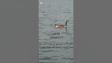 سورة العصر #تيك_توك #المصحف #اكسبلور #capcut #الرحمن #العظماء #لايك #القرآن_الكريم #القرآن
