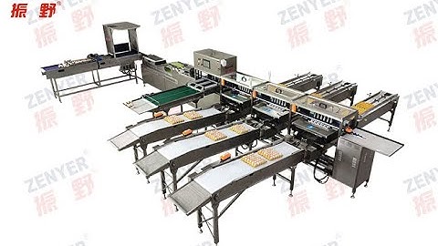 ZENYER 104A egg grader auto packer egg grading packing machine 10000 eggs per hour