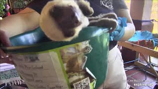 Special appearance of baby sloth Mimi! 💗 - 04\/14\/24 - SlothTV via explore.org