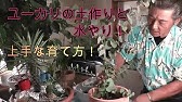 ユーカリ グニー の挿し木をします ちせvlog 2 Youtube