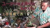 ユーカリ グニー の挿し木をします ちせvlog 2 Youtube ユーカリ グニー の挿し木をします ちせvlog 2 Youtube