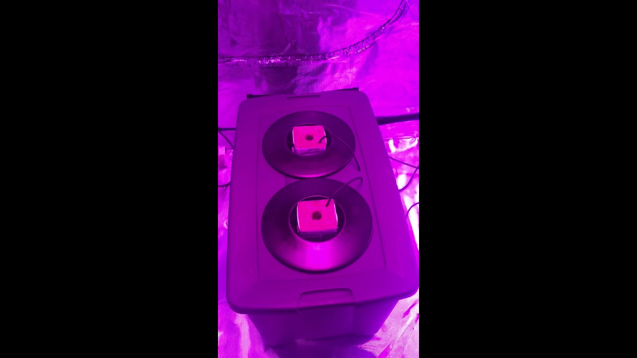 Lsd-25 auto updating my system & durban poison yeild.