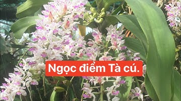 Mới tậu vài chậu Ngọc điểm Tà cú, Bình thuận của ông bạn thợ rừng. Bác nào ưng thì alo em 0387018819