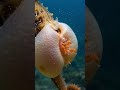 How Do Seahorses Give Birth Underwater? A Rare Moment No One Sees #whale  #WhaleFacts  #oceanlife