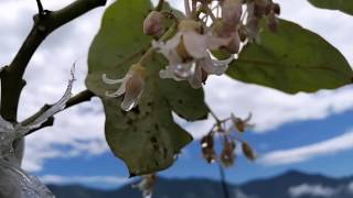 Beautiful Weather After Rain🌼🌿|Peaceful Music| Kathmandu Valley View| Nepal🇳🇵 screenshot 1