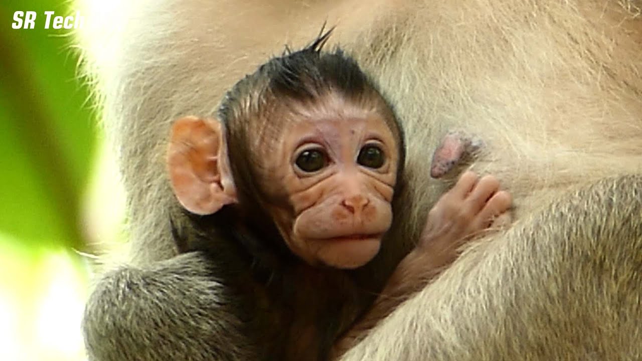 Beautiful new baby Destiny's face look very lovely, Duchess monkey