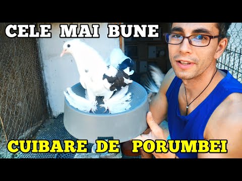 Video: Care porumbel este cel mai bun pentru casă?