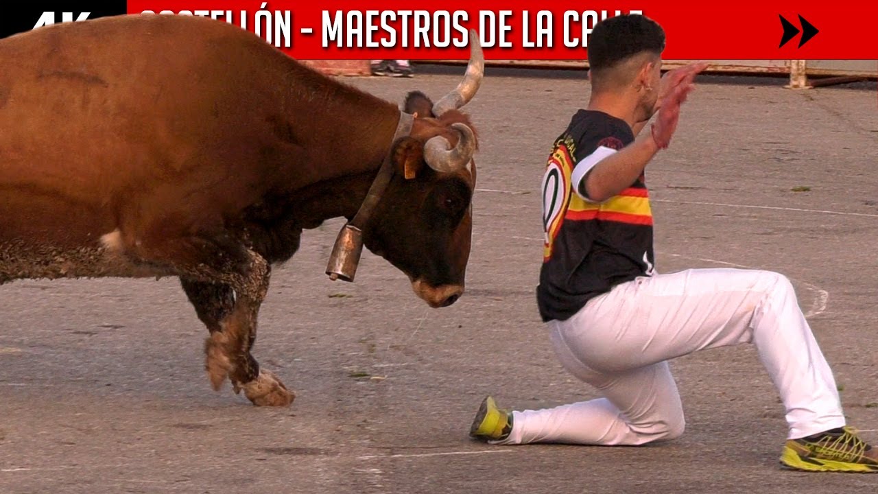 🔝🔝🔝 ¡VERDADEROS MAESTROS DE LA CALLE! Frente a vacas bravas y salvajes ▶ CASTELLÓN (Vídeo en 4K)