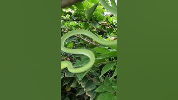 Anh Hai Chỉ Điểm Truy Tìm Con Rắn 2m #daohangbatran #huntingsnakes