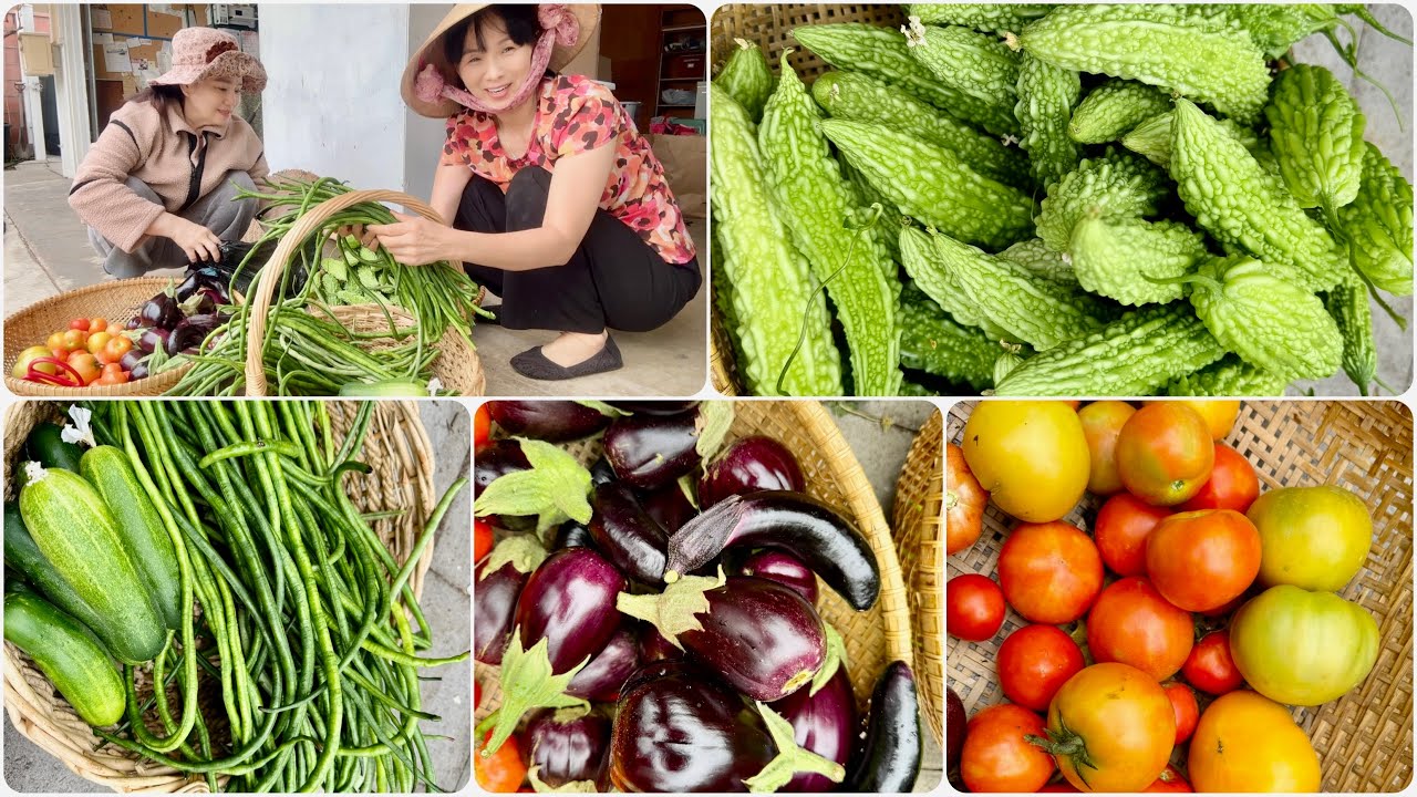 Bội Thu Khổ Qua Trúng Mùa, Cà Tím Trái Tròn, Dưa Leo VN, Đậu Đũa, Cà Chua Và Ngắm Mận Trễu Cành.