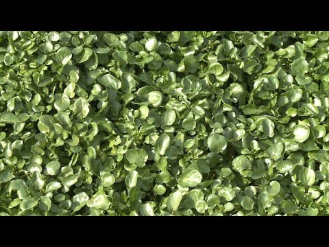 Vidéo: Informations sur le cresson de l'hiver – Conseils pour manger des feuilles de cresson de Noël