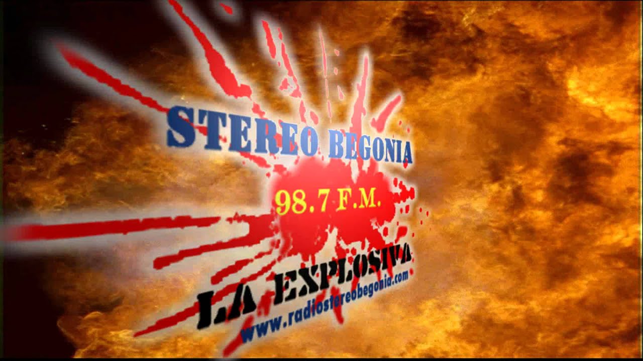 Stereo Begonia La Explosiva 98 7