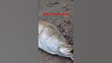 Săn hugo Cằn Giờ. Đăng kỷ kênh ủng hộ mình với nhé. Cảm ơn rất nhiều #fishing #cauca