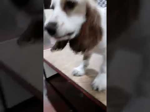 JUGANDO CON MI PERRITO # #pets #puppy #cachorros  #petlover #cachorro