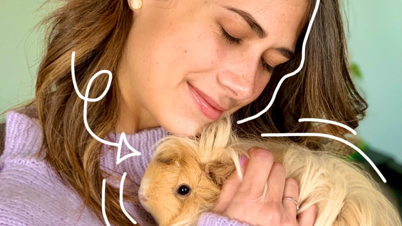 Je vous présente mes COCHONS D'INDE