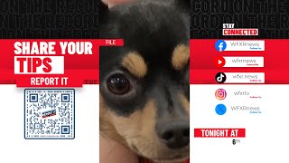 Pet Scam Warning: fake puppy ads cost locals hundreds 💸🐶 #PetScam