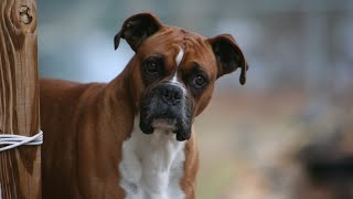 معلومات عن الكلب البوكسر|BOXER DOG